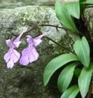 花無柱蘭 花無柱蘭