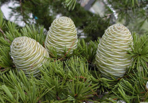 前裸子植物亞綱 前裸子植物亞綱