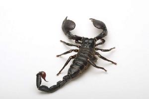 蠍子[蛛型綱蠍目動物統稱]