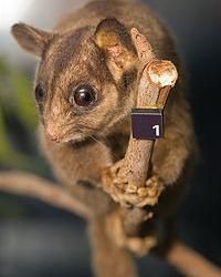 利氏袋鼯 利氏袋鼯