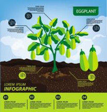 生長分析 生長分析