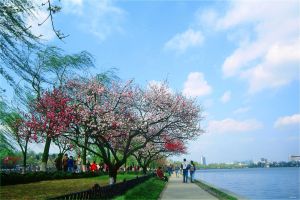 冬季等片藻 冬季等片藻