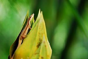 台灣草蜥 台灣草蜥