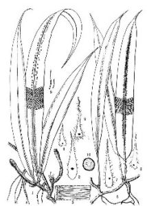 光葉條蕨 光葉條蕨