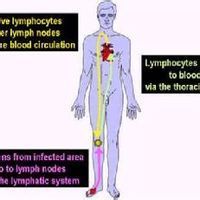人工自動免疫 人工自動免疫