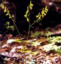 東方野決明(變種) 東方野決明(變種)
