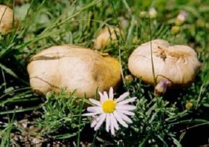 香杏麗菇 香杏麗菇