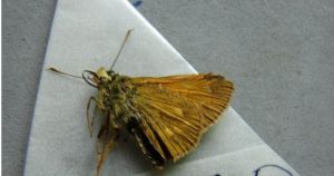 黃斑赭弄蝶