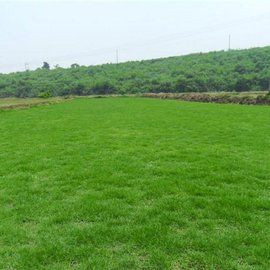 馬尼拉草坪 馬尼拉草坪