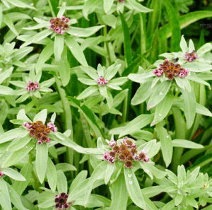 膜苞香青 膜苞香青