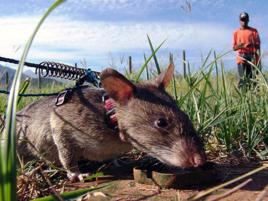 非洲巨鼠屬 非洲巨鼠屬