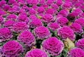 羽衣甘蘭 羽衣甘蘭