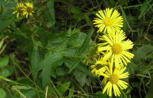疏毛柳葉旋覆花 疏毛柳葉旋覆花
