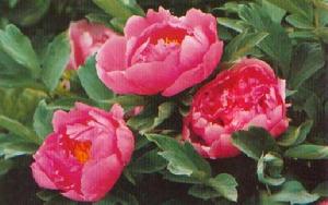 紅蓮滿塘 紅蓮滿塘