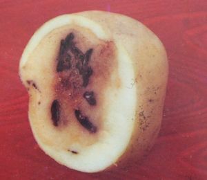 馬鈴薯紅周刺座霉乾腐病 馬鈴薯紅周刺座霉乾腐病