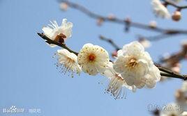 玉台照水梅 玉台照水梅