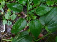 東南茜草 東南茜草