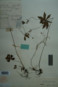 首陽變豆菜 首陽變豆菜