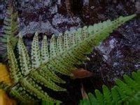 紅褐鱗毛蕨 紅褐鱗毛蕨