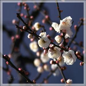 《卜運算元·古澗一枝梅》