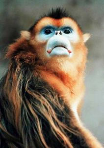 金絲猴[猴科仰鼻猴屬動物]