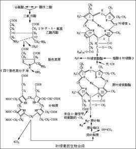 葉綠素a 葉綠素a
