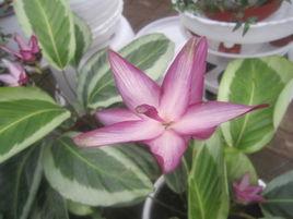 羅氏竹芋 羅氏竹芋