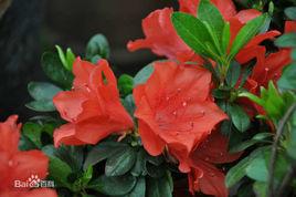 麻城杜鵑花 麻城杜鵑花