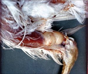 滑液霉形體（支原體）感染——病雞關節病變