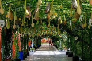 五彩田園 五彩田園