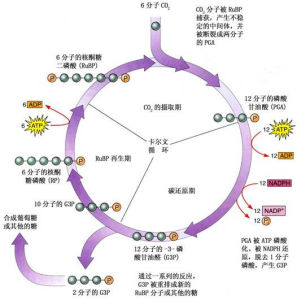 光合作用反應式 光合作用反應式