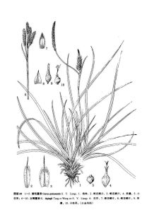 普陀薹草 普陀薹草