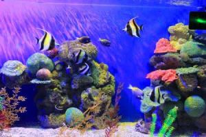 粗砂珊瑚 粗砂珊瑚