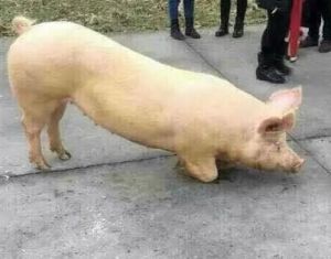 豬下跪