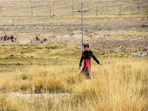 帕米爾發草 帕米爾發草