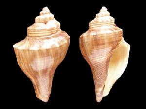 印度洋黑香螺 印度洋黑香螺