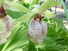 人間五十年[熊谷直實為平敦盛所做的殉死舞]