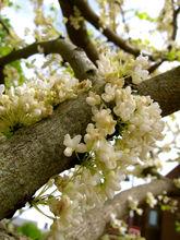加拿大紫荊花（白色花，稀有）