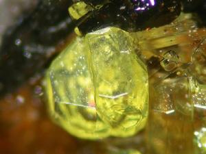 綠碳鈣鈾礦 綠碳鈣鈾礦