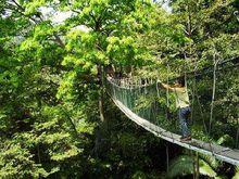 馬來西亞森林研究所