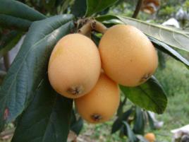 攀枝花枇杷 攀枝花枇杷