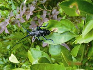 梨綠天牛 梨綠天牛