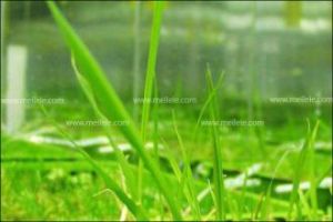 柔軟剪股穎 柔軟剪股穎