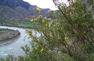 雅礱江冬麻豆 雅礱江冬麻豆