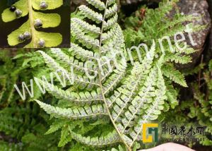 金冠鱗毛蕨 金冠鱗毛蕨