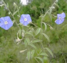 土丁桂（原變種）