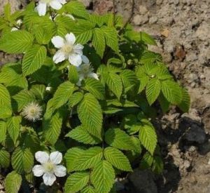 單莖懸鉤子 單莖懸鉤子