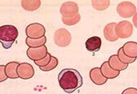 丙種球蛋白 丙種球蛋白