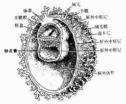 外胚層