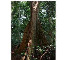 賽鞋木豆 賽鞋木豆